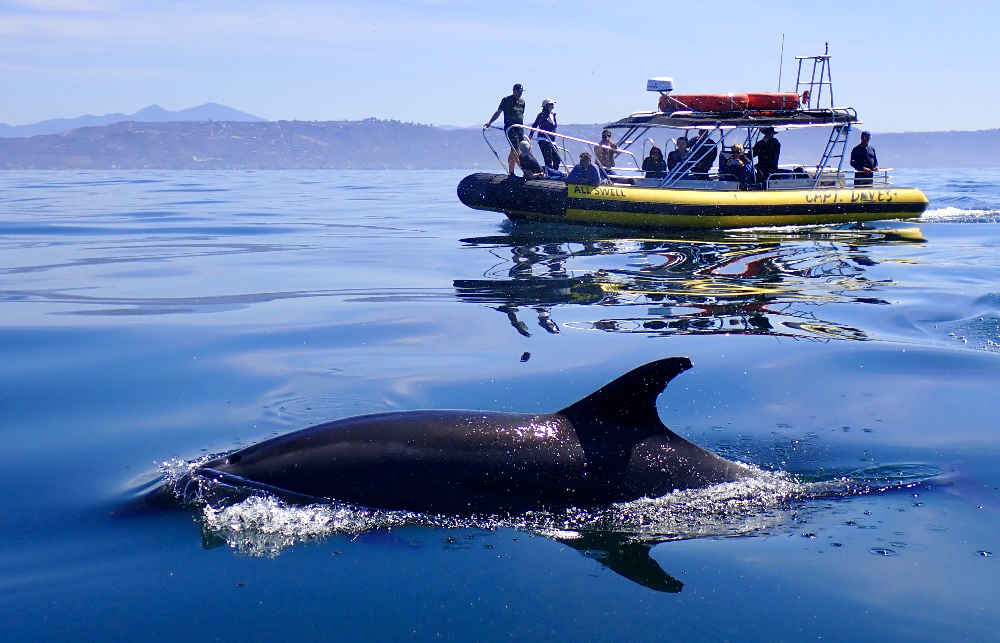 Split-level underwater view of gray whale surfacing near Captain Dave's whale watching boat with passengers