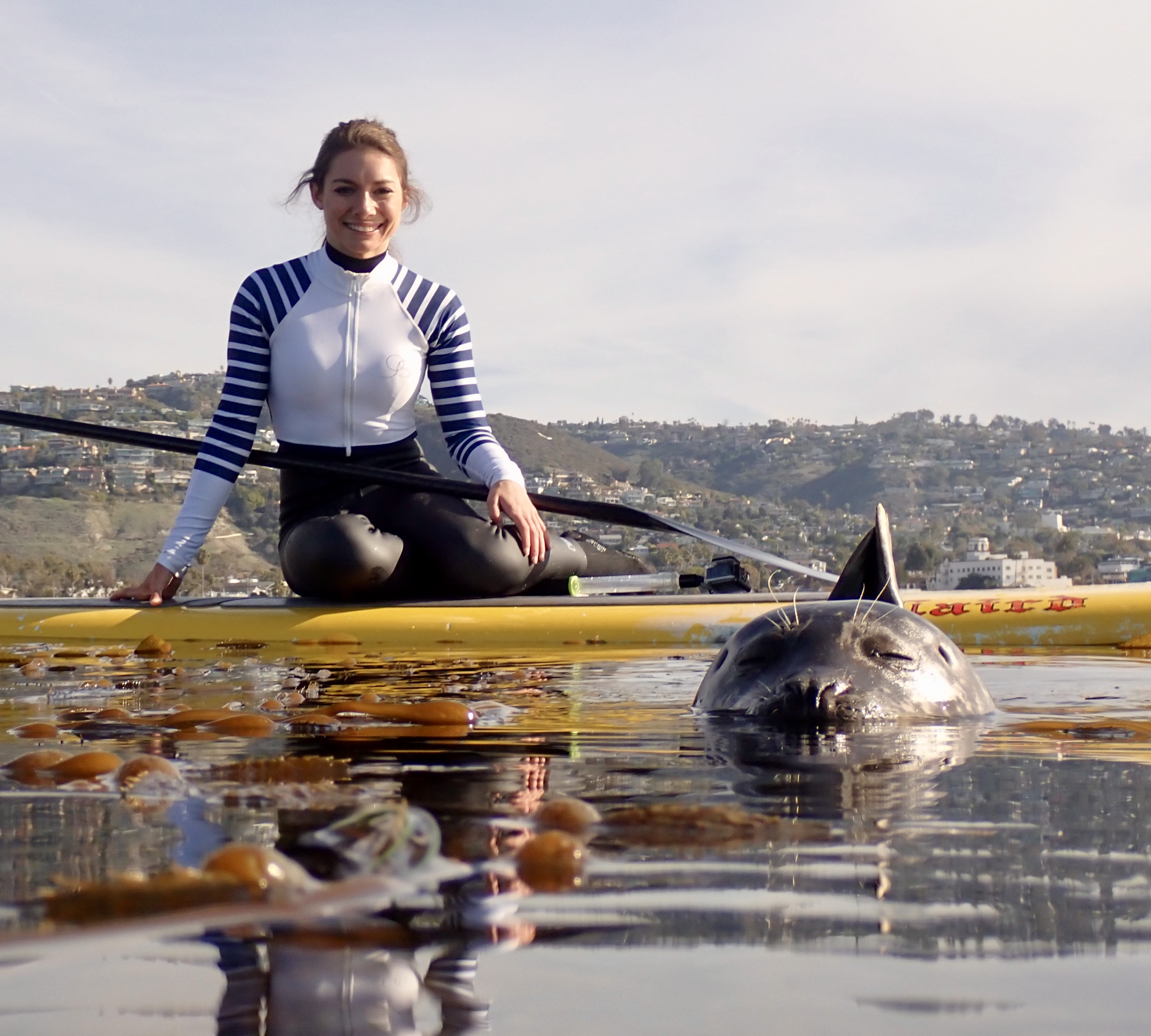 Woman in striped wetsuit on yellow kayak with harbor seal poking head up next to kayak in kelp