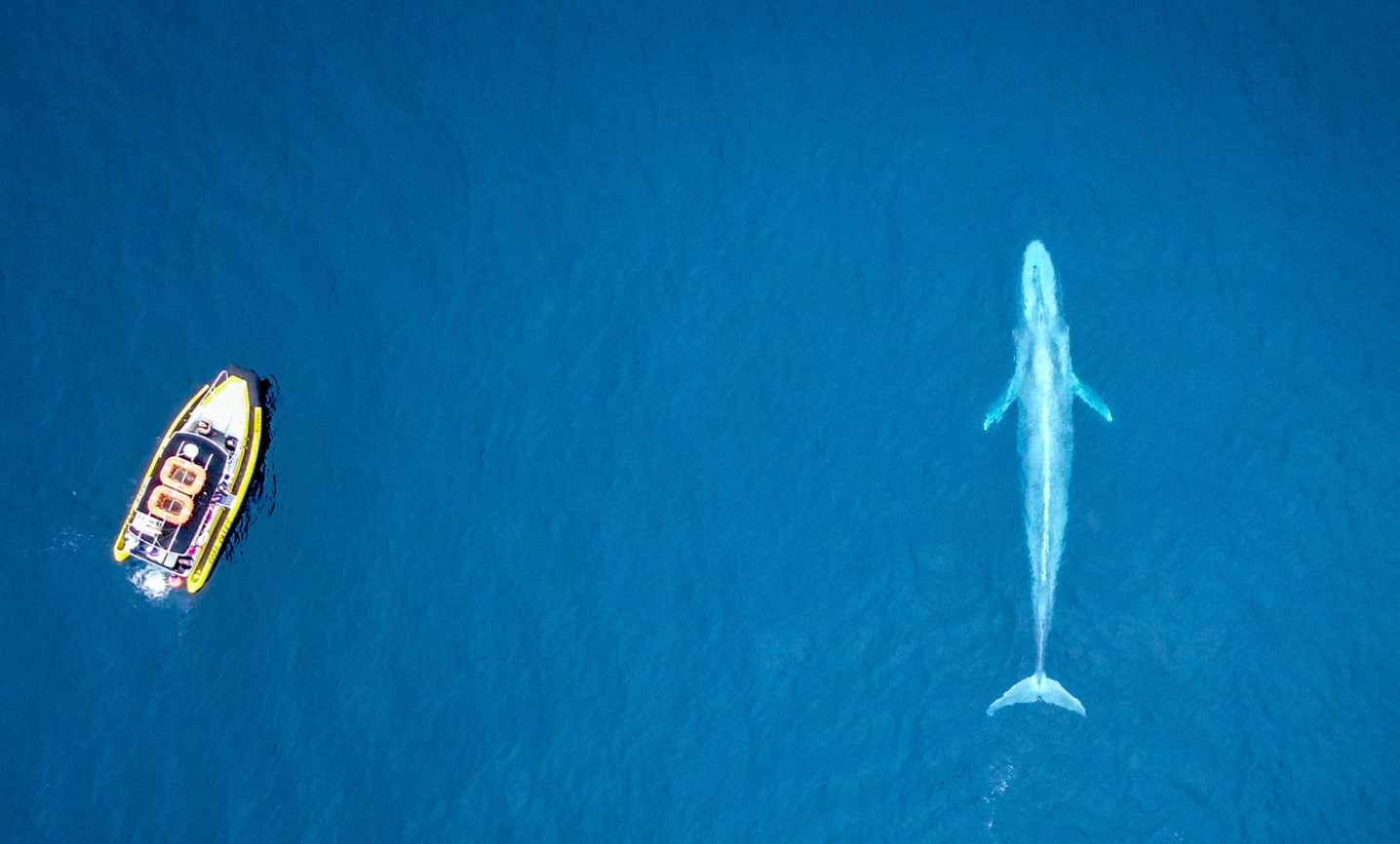 Minimalist aerial view of yellow zodiac boat and large gray whale in deep blue water