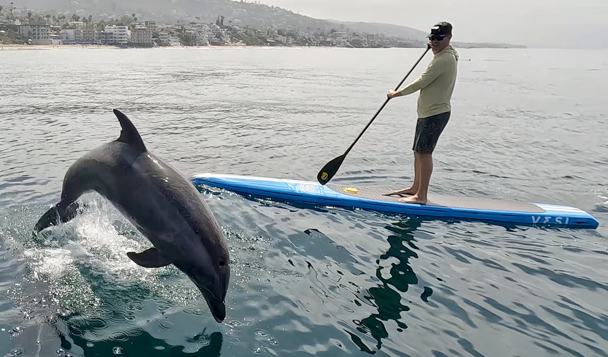 Dolphin leaping out of water next to paddleboarder on blue board with Laguna Beach coastline