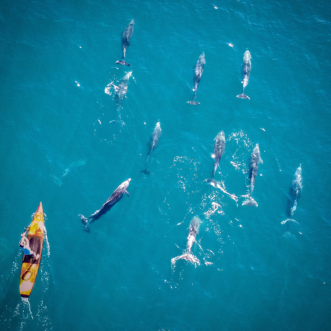 Aerial drone view of yellow kayak surrounded by large pod of dolphins in turquoise water