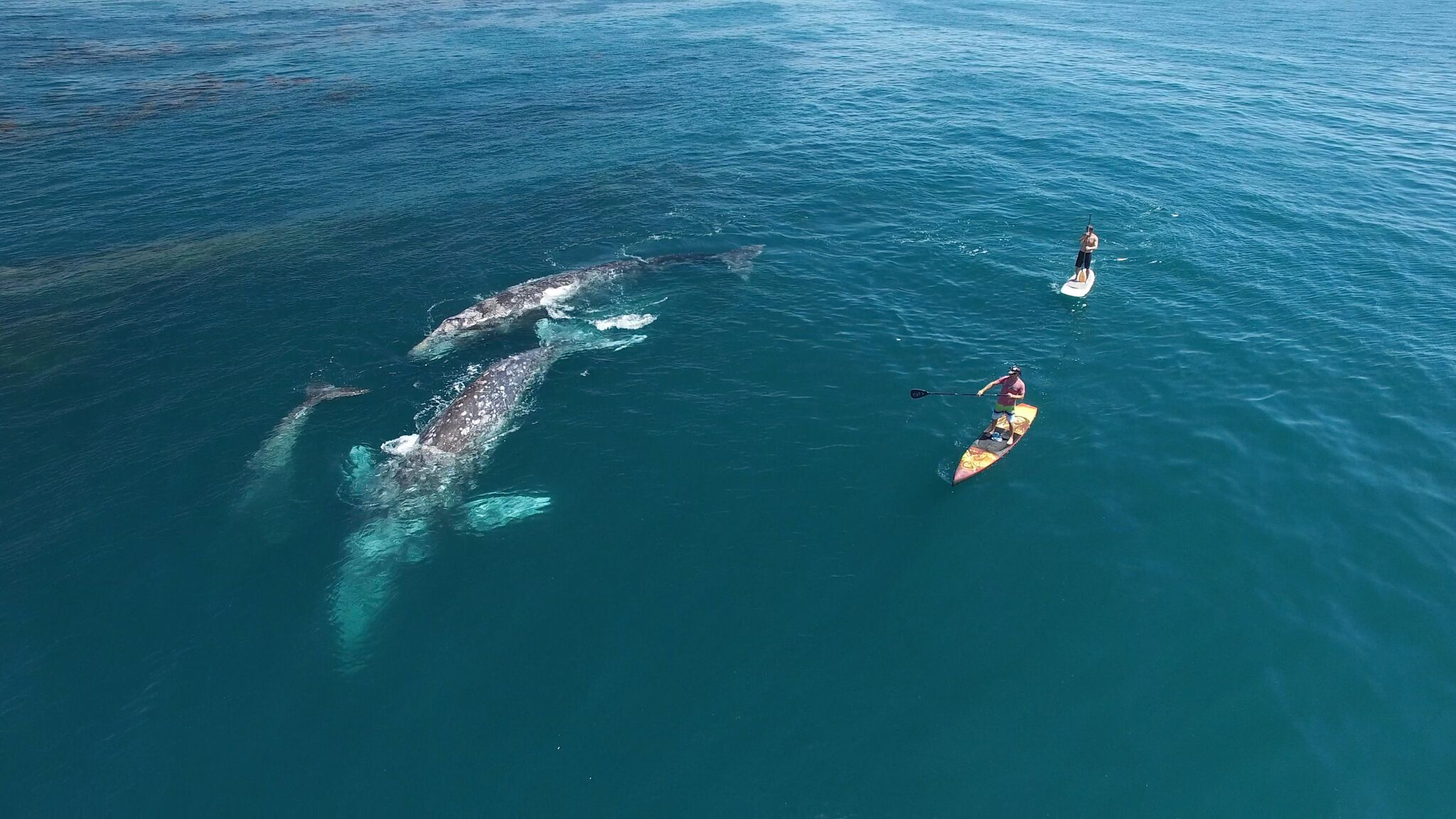 Aerial view of gray whales swimming alongside paddleboarders in turquoise Laguna Beach waters